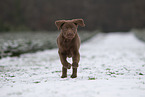 young brown Labrador