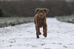 young brown Labrador