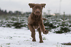 young brown Labrador