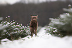 young brown Labrador