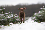 young brown Labrador