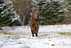 young brown Labrador