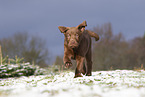 young brown Labrador