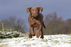young brown Labrador