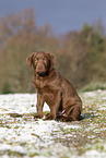 young brown Labrador