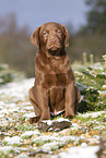 young brown Labrador