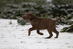 young brown Labrador