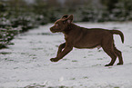 young brown Labrador