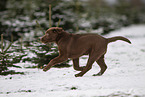 young brown Labrador