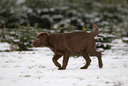 young brown Labrador