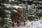 young brown Labrador