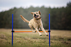blonde Labrador Retriever