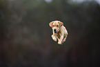 blonde Labrador Retriever