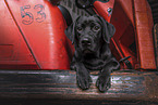 young black Labrador