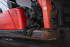 young black Labrador