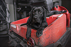 young black Labrador