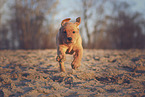 Labrador puppy