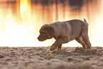 Labrador puppy
