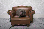 Labrador Retriever Baby