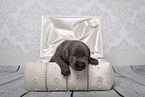 Labrador Retriever Baby