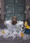 Labrador Retriever Puppy