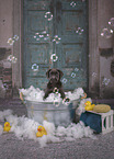Labrador Retriever Puppy