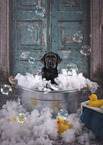 Labrador Retriever Puppy