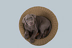 Labrador Retriever Puppy