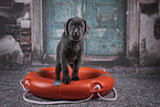 Labrador Retriever Puppy