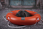 Labrador Retriever Puppy