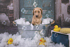Labrador Retriever Puppy