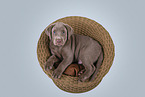 Labrador Retriever Puppy