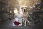 male Labrador Retriever
