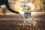 male Labrador Retriever