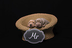 2 Labrador Retriever Babies