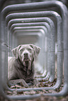 male Labrador Retriever