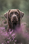 Labrador Retriever in summer
