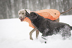 2 dogs