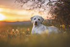 adult Labrador Retriever