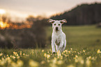 adult Labrador Retriever