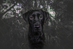 adult Labrador Retriever