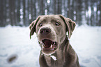 male Labrador Retriever