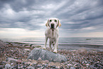 Labrador Retriever at the beach