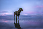 Labrador Retriever at the sea