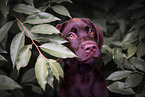 Labrador Retriever Puppy