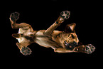 Labrador from below