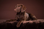 young Labrador Retriever
