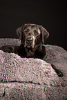 adult Labrador Retriever