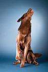 adult Labrador Retriever
