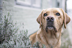 adult Labrador Retriever